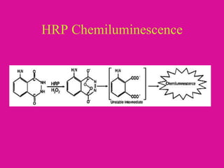 HRP Chemiluminescence
 