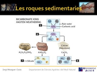 Sergi Meseguer Costa Departament de Ciències Agràries i del Medi Natural
 