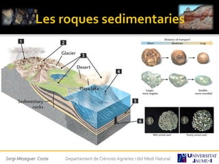 Sergi Meseguer Costa Departament de Ciències Agràries i del Medi Natural
 