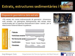 Sergi Meseguer Costa Departament de Ciències Agràries i del Medi Natural
Disposició geomètrica dels estrats
Els estrats són cossos tridimensionals de geometria i dimensions
molt variades. Les geometries bidimensionals dels estrats estan
condicionades per la superfície d’estratificació (base i sostre) i per la
relació entre l’extensió lateral i la potència.
GEOMETRIES
BIDIMENSIONALS
•Tabular
•Amb base erosiva
•En forma de canal
•Lenticulars
•Ondulats
 