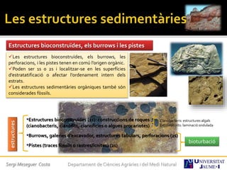 Sergi Meseguer Costa Departament de Ciències Agràries i del Medi Natural
Estructures bioconstruïdes, els burrows i les pistes
Les estructures bioconstruïdes, els burrows, les
perforacions, i les pistes tenen en comú l’origen orgànic.
Poden ser 1s o 2s i localitzar-se en les superfícies
d’estratatificació o afectar l’ordenament intern dels
estrats.
Les estructures sedimentàries orgàniques també són
considerades fòssils.
estructures
•Estructures bioconstruïdes (1s): construccions de roques
(cianobacteris, cianòfits, cianofícies o algues procariotes)
•Burrows, galeries d’excavador, estructures tabulars, perforacions (2s)
•Pistes (traces fòssils o rastres/icnites) (2s)
Cianobacteris: estructures algals
Estromatòlits: laminació ondulada
bioturbació
 