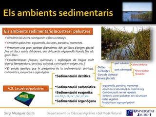Sergi Meseguer Costa Departament de Ciències Agràries i del Medi Natural
Els ambients sedimentaris lacustres i palustres
Ambients lacustres corresponen a llacs o estanys.
Ambients palustres: aiguamolls, llacunes, pantans i maresmes.
Presenten una gran varietat d’ambients: des del llacs d’origen glacial
fins als llacs salats del desert, des dels petits aiguamolls litorals fins als
grans llacs.
Característiques físiques, químiques, i orgàniques de l’aigua molt
diversa (temperatura, densitat, salinitat, contingut en oxigen, etc.).
El procés geològic que hi predomina és la sedimentació: detrítica,
carbonàtica, evaporita o organògena.
•Sedimentació detrítica
•Sedimentació carbonàtica
•Sedimentació evaporita:
ions SO4
2-, Cl-, Ca2+, Na+, K+, etc.
•Sedimentació organògena
A.S. Lacustres-palustres
-Deltes
-Turbidites
-Cons de dejecció
Varves glacials
-part subaèria
-part submergida
-aiguamolls, pantans, maresmes
-acumulació abundant de matèria org.
-Carbonització: restes vegetals
-torberes: zones palustres on s’acumulen
restes vegetals
Fitoplancton-sapropel-petroli
• plana deltaica
• front deltaic
•prodelta
 
