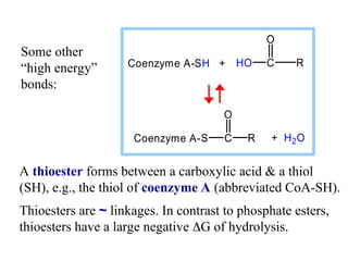 Biochemical energetics And Bioenergetics.ppt