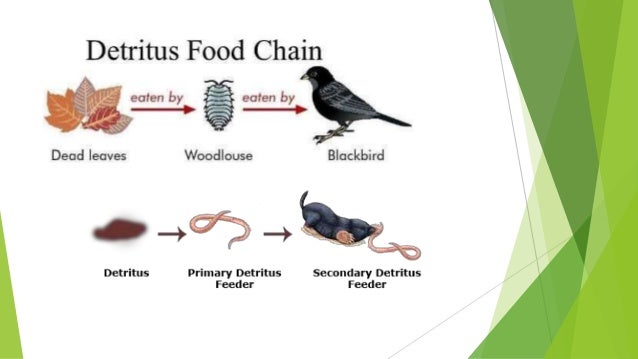 Earthworm Food Chain Earthworm Food Chain