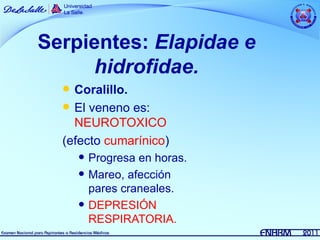 Serpientes: Elapidae e
      hidrofidae.
   Coralillo.
   El veneno es:
    NEUROTOXICO
  (efecto cumarínico)
         Progresa en horas.
         Mareo, afección
          pares craneales.
         DEPRESIÓN
          RESPIRATORIA.
 