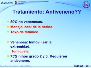 Tratamiento: Antiveneno??
   80% no venenosas.
   Manejo local de la herida.
   Toxoide tetánico.

   Venenosa: Inmovilizar la
    extremidad.
    Torniquete.
   75% niños grado 2 y 3: Requieren
    antiveneno.
 