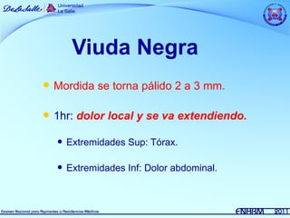 Viuda Negra
   Mordida se torna pálido 2 a 3 mm.

   1hr: dolor local y se va extendiendo.

       Extremidades Sup: Tórax.

       Extremidades Inf: Dolor abdominal.
 