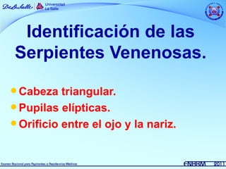 Identificación de las
Serpientes Venenosas.

 Cabeza   triangular.
 Pupilas elípticas.
 Orificio entre el ojo y la nariz.
 