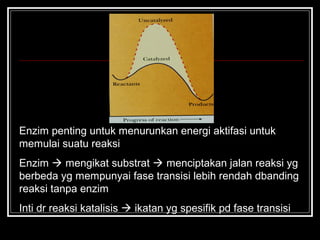 Enzim penting untuk menurunkan energi aktifasi untuk
memulai suatu reaksi
Enzim  mengikat substrat  menciptakan jalan reaksi yg
berbeda yg mempunyai fase transisi lebih rendah dbanding
reaksi tanpa enzim
Inti dr reaksi katalisis  ikatan yg spesifik pd fase transisi
 