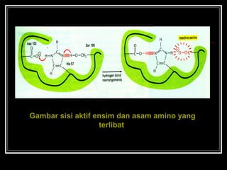 Gambar sisi aktif ensim dan asam amino yang
terlibat
 