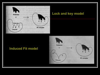 Lock and key model
Induced Fit model
 