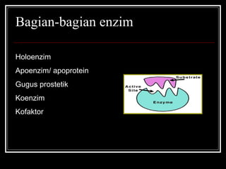 Bagian-bagian enzim
Holoenzim
Apoenzim/ apoprotein
Gugus prostetik
Koenzim
Kofaktor
 