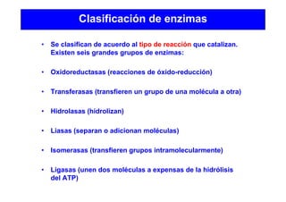 Clasificación de enzimas
• Se clasifican de acuerdo al tipo de reacción que catalizan.
Existen seis grandes grupos de enzimas:
• Oxidoreductasas (reacciones de óxido-reducción)
• Transferasas (transfieren un grupo de una molécula a otra)
• Hidrolasas (hidrolizan)
• Liasas (separan o adicionan moléculas)
• Isomerasas (transfieren grupos intramolecularmente)
• Ligasas (unen dos moléculas a expensas de la hidrólisis
del ATP)
 