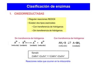 Clasificación de enzimas
Sin transferencia de hidrógenos
• Regulan reacciones REDOX
• Existen dos tipos esenciales:
• Con transferencia de hidrógenos
• Sin transferencia de hidrógenos
1. OXIDORREDUCTASAS
Con transferencia de hidrógenos
Reacciones redox que ocurren en la mitocondria
 