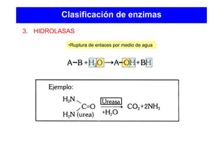 Clasificación de enzimas
3. HIDROLASAS
•Ruptura de enlaces por medio de agua
 