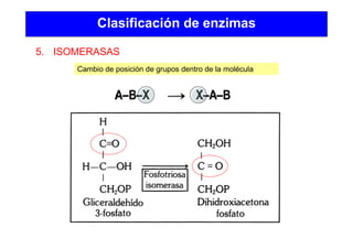 Clasificación de enzimas
5. ISOMERASAS
Cambio de posición de grupos dentro de la molécula
 