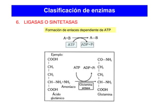 Clasificación de enzimas
6. LIGASAS O SINTETASAS
Formación de enlaces dependiente de ATP
 