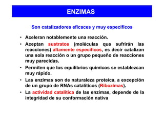 ENZIMAS
Son catalizadores eficaces y muy específicos
• Aceleran notablemente una reacción.
• Aceptan sustratos (moléculas que sufrirán las
reacciones) altamente específicos, es decir catalizan
una sola reacción o un grupo pequeño de reacciones
muy parecidas.
• Permiten que los equilibrios químicos se establezcan
muy rápido.
• Las enzimas son de naturaleza proteíca, a excepción
de un grupo de RNAs catalíticos (Ribozimas).
• La actividad catalítica de las enzimas, depende de la
integridad de su conformación nativa
 