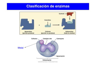 Clasificación de enzimas
Metal
 