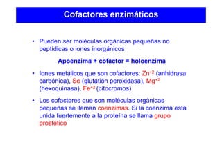 Cofactores enzimáticos
• Pueden ser moléculas orgánicas pequeñas no
peptídicas o iones inorgánicos
Apoenzima + cofactor = holoenzima
• Iones metálicos que son cofactores: Zn+2 (anhidrasa
carbónica), Se (glutatión peroxidasa), Mg+2
(hexoquinasa), Fe+2 (citocromos)
• Los cofactores que son moléculas orgánicas
pequeñas se llaman coenzimas. Si la coenzima está
unida fuertemente a la proteína se llama grupo
prostético
 