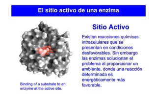 El sitio activo de una enzima
Sitio ActivoSitio Activo
Existen reacciones quExisten reacciones quíímicasmicas
intracelulares que seintracelulares que se
presentan en condicionespresentan en condiciones
desfavorables. Sin embargodesfavorables. Sin embargo
las enzimas solucionan ellas enzimas solucionan el
problema al proporcionar unproblema al proporcionar un
ambiente, donde una reacciambiente, donde una reaccióónn
determinada esdeterminada es
energenergééticamente mticamente mááss
favorable.favorable.Binding of a substrate to anBinding of a substrate to an
enzyme at the active site.enzyme at the active site.
 