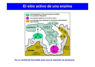 El sitio activo de una enzima
Es un ambiente favorable para que la reacciEs un ambiente favorable para que la reaccióón se produzca.n se produzca.
 