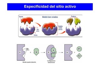 Especificidad del sitio activo
 