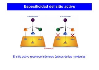 Especificidad del sitio activo
El sitio activo reconoce isómeros ópticos de las moléculas
 