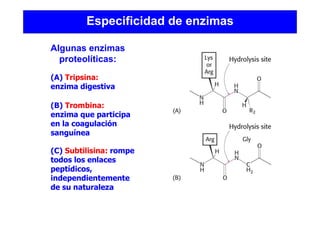 Especificidad de enzimas
(A) Tripsina:
enzima digestiva
(B) Trombina:
enzima que participa
en la coagulación
sanguínea
(C) Subtilisina: rompe
todos los enlaces
peptídicos,
independientemente
de su naturaleza
Algunas enzimas
proteolíticas:
 