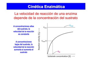 CinCinéética Enzimtica Enzimááticatica
La velocidad de reacción de una enzima
depende de la concentración del sustrato
A concentraciones
bajas del sustrato, la
velocidad de la reacción
aumenta si aumenta el
sustrato
A concentraciones altas
del sustrato, la
velocidad de la reacción
es constante
 