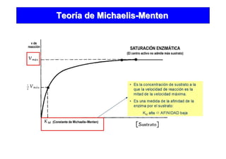 TeorTeoríía dea de MichaelisMichaelis--MentenMenten
 