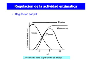 • Regulación por pH:
Cada enzima tiene su pH óptimo de trabajo
RegulaciRegulacióón de la actividad enzimn de la actividad enzimááticatica
 