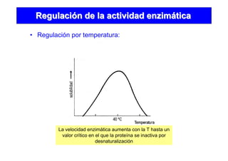 • Regulación por temperatura:
RegulaciRegulacióón de la actividad enzimn de la actividad enzimááticatica
La velocidad enzimática aumenta con la T hasta un
valor crítico en el que la proteína se inactiva por
desnaturalización
 