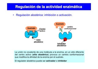• Regulación alostérica: inhibición o activación.
RegulaciRegulacióón de la actividad enzimn de la actividad enzimááticatica
La unión no covalente de una molécula a la enzima, en un sitio diferente
del centro activo (sitio alostérico) provoca un cambio conformacional
que modifica la afinidad de la enzima por el sustrato.
El regulador alostérico puede ser activador o inhibidor
 