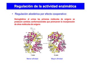 • Regulación alostérica por efecto cooperativo:
RegulaciRegulacióón de la actividad enzimn de la actividad enzimááticatica
Hemoglobina: al unirse las primeras moléculas de oxígeno se
producen cambios conformacionales que promueven la incorporación
de otras moléculas de oxígeno
Mayor afinidadMenor afinidad
 