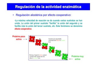 • Regulación alostérica por efecto cooperativo:
RegulaciRegulacióón de la actividad enzimn de la actividad enzimááticatica
•La máxima velocidad de reacción se da cuando varios sustratos se han
unido. La unión del primer sustrato “facilita” la unión del segundo y se
facilita más la unión del tercer sustrato, etc. Este fenómeno se denomina
efecto cooperativo.
Proteína poco
activa
Proteína muy
activa
 