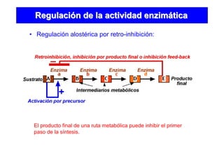 • Regulación alostérica por retro-inhibición:
RegulaciRegulacióón de la actividad enzimn de la actividad enzimááticatica
El producto final de una ruta metabólica puede inhibir el primer
paso de la síntesis.
 