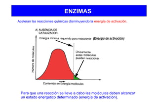ENZIMAS
Aceleran las reacciones químicas disminuyendo la energía de activación.
Para que una reacción se lleve a cabo las moléculas deben alcanzar
un estado energético determinado (energía de activación).
 