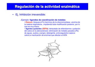• Ej. Inhibición irreversible:
RegulaciRegulacióón de la actividad enzimn de la actividad enzimááticatica
–Ejemplo: ligandos de coordinación de metales:
• Cianuro: bloquea el Fe hemínico de la citocromoxidasa –enzima de
la cadena respiratoria-, impidiendo toda modificación posterior, por lo
que es muy tóxico
• Agentes quelantes (EDTA): tetracetato de etilendiamina: quelación
del calcio en la aterosclerosis; eliminación de metales pesados (Pb)
de aguas, suelos y sangre; detergente, anticoagulante (captura
calcio) e inactivación de enzimas que afectan al ADN
 