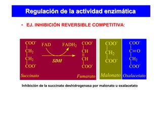 • EJ. INHIBICIÓN REVERSIBLE COMPETITIVA:
RegulaciRegulacióón de la actividad enzimn de la actividad enzimááticatica
COO-
CH2
CH2
COO-
FAD FADH2
COO-
CH
CH
COO-
Succinato Fumarato
SDH
COO-
CH2
COO-
Malonato
COO-
C O
CH2
COO-
Oxalacetato
Inhibición de la succinato deshidrogenasa por malonato u oxalacetato
 