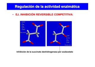 • EJ. INHIBICIÓN REVERSIBLE COMPETITIVA:
RegulaciRegulacióón de la actividad enzimn de la actividad enzimááticatica
Inhibición de la succinato deshidrogenasa por oxalacetato
COO-
CH2
CH2
COO-
Succinato
COO-
C O
CH2
COO-
Oxalacetato
 