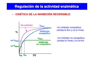 RegulaciRegulacióón de la actividad enzimn de la actividad enzimááticatica
• CINÉTICA DE LA INHIBICIÓN REVERSIBLE:
-Un inhibidor competitivo
cambia la Km y no la Vmax.
-Un inhibidor no competitivo
cambia la Vmax y no la Km.
 