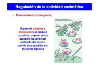 RegulaciRegulacióón de la actividad enzimn de la actividad enzimááticatica
• Pro-enzimas o zimógenos:
El paso de zimógeno a
enzima activa se produce
cuando se rompe un enlace
peptídico específico por
acción de otra enzima,
como la enteropeptidasa en
el sistema digestivo
 