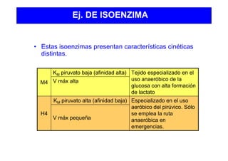 Ej. DE ISOENZIMA
V máx pequeña
Especializado en el uso
aeróbico del pirúvico. Sólo
se emplea la ruta
anaeróbica en
emergencias.
KM piruvato alta (afinidad baja)
H4
V máx alta
Tejido especializado en el
uso anaeróbico de la
glucosa con alta formación
de lactato
KM piruvato baja (afinidad alta)
M4
• Estas isoenzimas presentan características cinéticas
distintas.
 