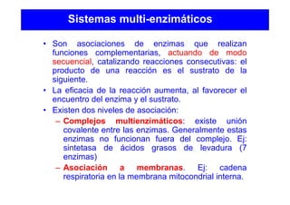 Sistemas multi-enzimáticos
• Son asociaciones de enzimas que realizan
funciones complementarias, actuando de modo
secuencial, catalizando reacciones consecutivas: el
producto de una reacción es el sustrato de la
siguiente.
• La eficacia de la reacción aumenta, al favorecer el
encuentro del enzima y el sustrato.
• Existen dos niveles de asociación:
– Complejos multienzimáticos: existe unión
covalente entre las enzimas. Generalmente estas
enzimas no funcionan fuera del complejo. Ej:
sintetasa de ácidos grasos de levadura (7
enzimas)
– Asociación a membranas. Ej: cadena
respiratoria en la membrana mitocondrial interna.
 