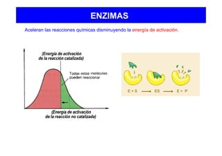 ENZIMAS
Aceleran las reacciones químicas disminuyendo la energía de activación.
 