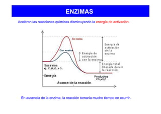 ENZIMAS
Aceleran las reacciones químicas disminuyendo la energía de activación.
En ausencia de la enzima, la reacción tomaría mucho tiempo en ocurrir.
 