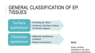 GENERAL CLASSIFICATION OF EP.
TISSUES
• Covering ep. (skin)
• Lining ep. (luminal surfaces
of visceral organs)
Surface
epithelium
• Elaborate (synthesize;
produce)
• Release (secretions)
Glandular
epithelium NOTE:
Some surface
epithelium are also
secretory epithelium
 