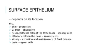 SURFACE EPITHELIUM
- depends on its location
e.g.
 skin – protective
 GI tract – absorptive
 neuroepithelial cells of the taste buds – sensory cells
 olfactory cells in the nose – sensory cells
 kidney – excretion and maintenance of fluid balance
 testes – germ cells
 