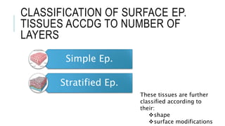 CLASSIFICATION OF SURFACE EP.
TISSUES ACCDG TO NUMBER OF
LAYERS
Simple Ep.
Stratified Ep.
These tissues are further
classified according to
their:
shape
surface modifications
 